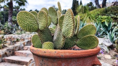 Büyük Ehinocactus 'un sarı çiçekleri (Dev Altın Fıçı Kaktüsü), çöl bitkisi.