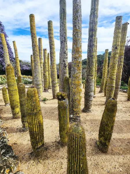 stock image Big Columnar cacti, Organ Pipe Cactus on bright blue sky background.