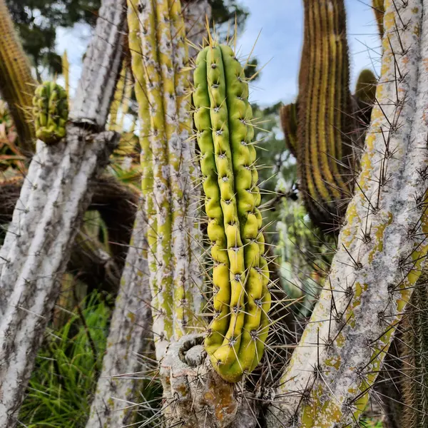 stock image Old Columnar Cactus with needle-like spines. Organ pipe cactus. Close-up.Natural background. Cactus garden.