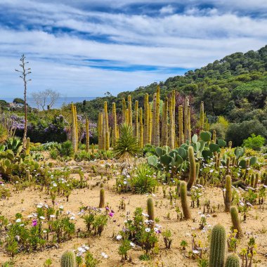 Landscape of botanical park with organ pipe plant, flowers and other cacti. clipart