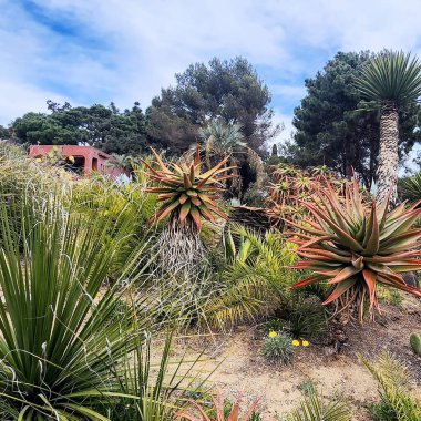 Çiçek tarlasında, çeşitli bitki ve çalıların arasında büyük kırmızı bir Aloe..