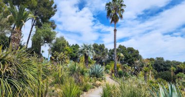 Dev fıçı kaktüsleri ve diğer sulu salkımlarla kaplı manzara parkta çiçek açar..