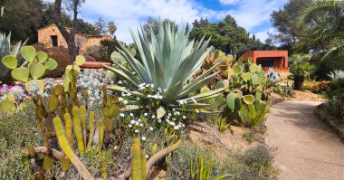 Çeşitli kaktüslerin, dikenli armutların ve diğer bitkilerin arasında bir çiçek tarlasında büyük mavi bir agave. 