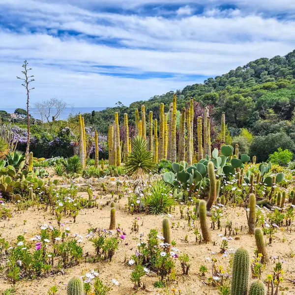 stock image Organ pipe cactus, opuntia prickly pear, other succulents and spring flowers.