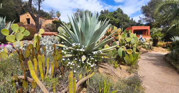 stock image Large blue agave in a flowerbed among various cacti, prickly pear and other plants. 