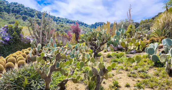 stock image Botanic Garden landscape. Exocacti, opuntia, yucca, agaves, aloe, other succulents and wisteria. 