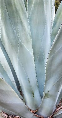 Dev bir Agave 'in dikenli yaprakları testere dişlerine benziyor. Doğal arkaplan.