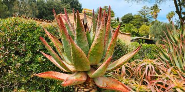 Dikenli Aloe Marlotta çeşitli kaktüslerin, suların ve diğer bitkilerin arasında bir çiçek tarlasında.