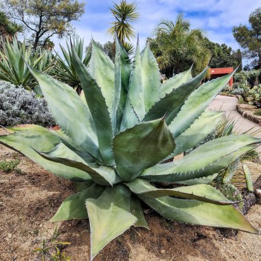 Büyük, dikenli bir agave. Yukarıdan bak. Simetrik güzel kolye.