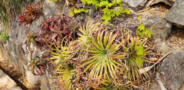 Bromeliad 'lar, taşlı hava tesisleri. Tilland bitkileri. Bahar doğal arka plan.