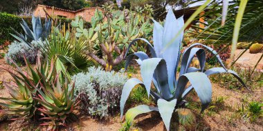 Mavi agaves, yuccas, dikenli armut ve başka bir kaktüs ve sulu. 