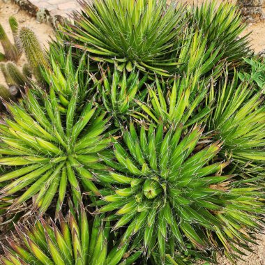 Agave Filifera. Simetrik bir rosette parlak yeşil yapraklı lifli bir agave bitkisi. Çevre. Duvar Kağıdı.
