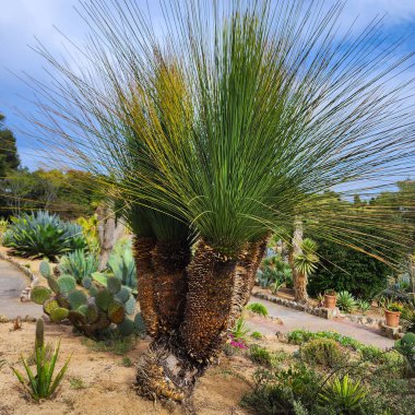 Dasylirion veya Texas sotol. Mavi arka planda dar yapraklı çöl bitkisi. Çevre. Duvar Kağıdı.