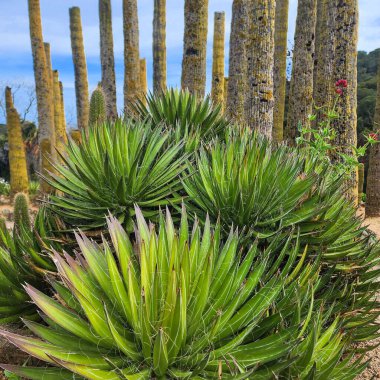 Mavi Gökyüzü arka planında Agave Filifera ve Organ Boru Kaktüsü. Çevre. Duvar Kağıdı