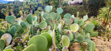 Dikenli Armutlar (Opuntia) ve çiçek açan bahar çiçekleri. Baharda kaktüs bahçesi. Botanik Parkı.