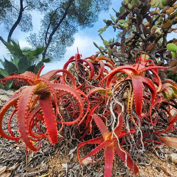 stock image Bush of Aloe Vera look like octopuses. Red Aloe close-up in natural environment.