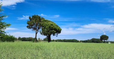 Mavi bahar gökyüzüne karşı kolza tohumu tarlaları ve ağaçlar. Kırsal alan. Güneşli, güzel bir gün.