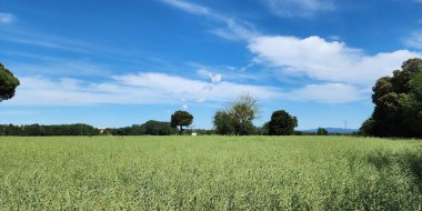 Mavi bahar gökyüzüne karşı kolza tohumu tarlaları ve ağaçlar. Kırsal alan. Güneşli, güzel bir gün.