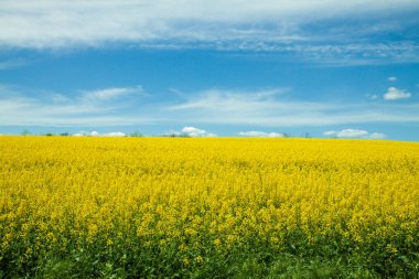 Mavi bahar gökyüzüne karşı çiçek açan kolza tohumu tarlası. Sarı-mavi doğa arkaplanı.  