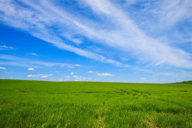 Parlak yeşil tarla ve bulutlu mavi bahar gökyüzü. Taze, kalın çimenler. Kırsal alan.