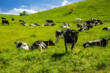 Taze, kalın çimenli parlak yeşil çayırlar. Tepelerde siyah beyaz inekler görüldü. Bulutlu mavi bahar gökyüzü.