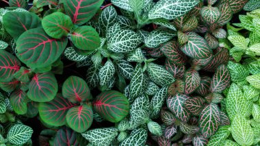 Fittonia 'nın farklı renk bitkileri tropikal bölgenin dekoratif yaprak bitkisidir. Doğal arkaplan.