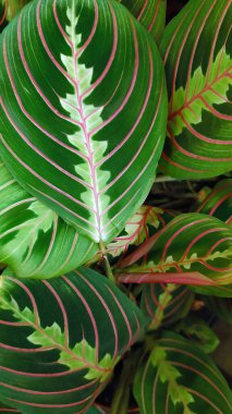 Dekoratif bitki yaprakları çok güzel süs desenleri var. Yaprak arkaplanı.