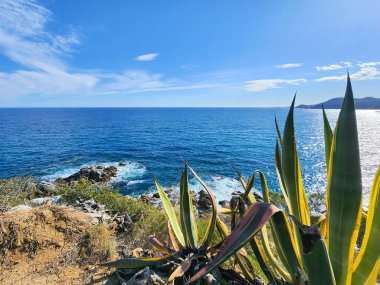 Denize karşı geniş agaveler ve kayalar. Güneşli bir günde deniz manzarası.