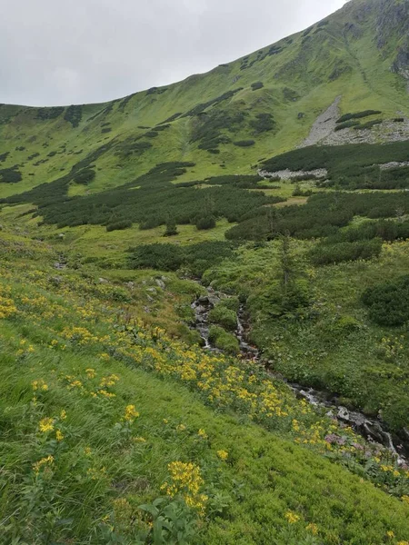 Bergslandskap Med Vacker Skog Tatra Slovakien — Stockfoto