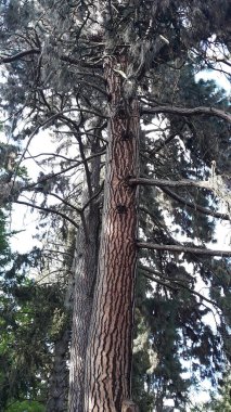 Pruhonice Park, Çek Cumhuriyeti 'ndeki çam ağacı