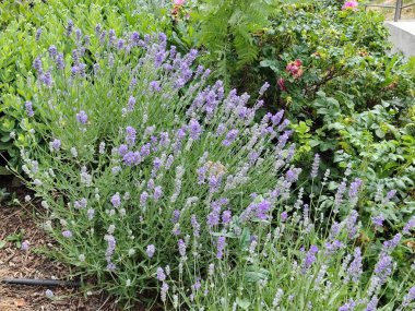 Şehir parkında bir çiçek.