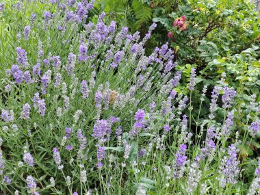 Şehir parkında bir çiçek.