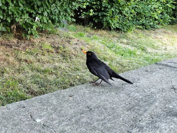 Blackbird Parque Cidade — Fotografia de Stock