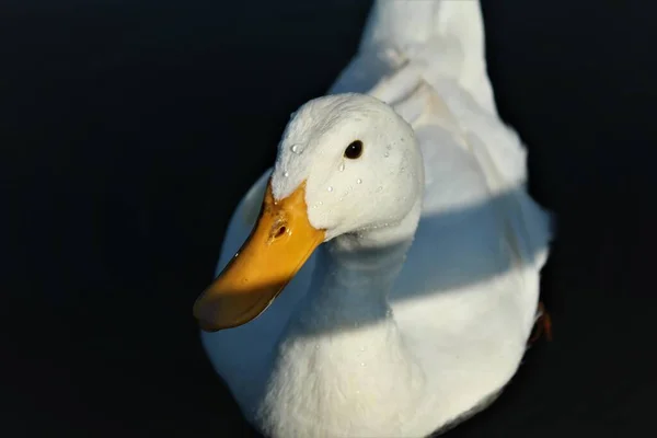 White Duck Water Drops — Stock Photo, Image