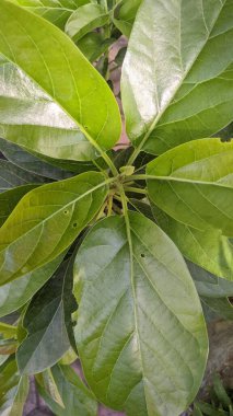 Yeşil yapraklı bitkinin üst görünümü