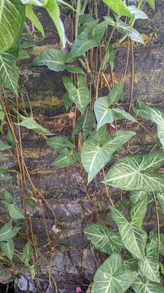 stock image green leaves plant on stone wall