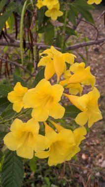 Güzel sarı çiçekler.