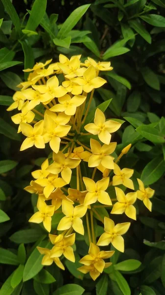 Schöner Strauß Gelber Blumen — Stockfoto