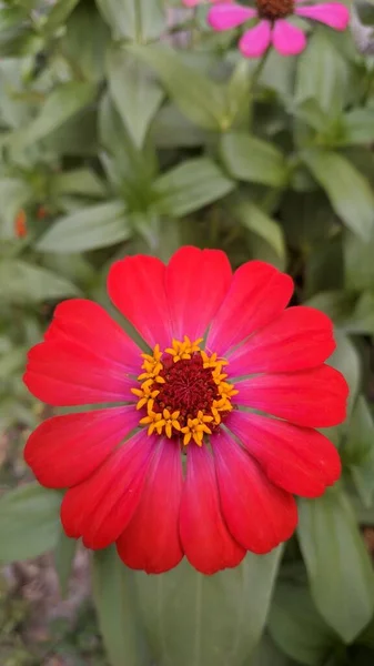 Vacker Röd Blomma Trädgården — Stockfoto