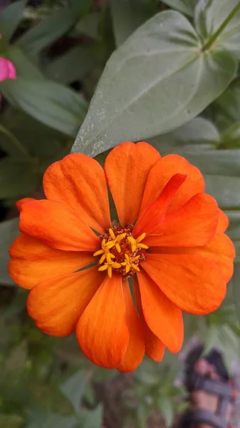 Belle Fleur Orange Dans Jardin — Photo