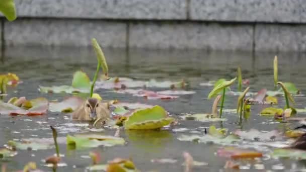 Landschaft Aus Enteneltern Und Entchen Die Lotusblätter Schwimmen — Stockvideo
