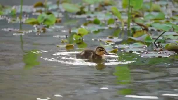 Nilüfer Yapraklarının Etrafında Yüzen Ördek Ebeveynleri Ördek Yavrularının Manzarası — Stok video