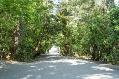 Japonya 'da Tapınak' ta bir yürüyüş sahnesi