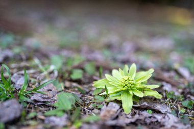 Bahar mevsiminde geleneksel Japon tarzı bahçe