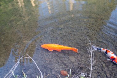 Bahar mevsiminde geleneksel Japon tarzı bahçe