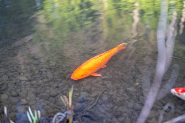 Bahar mevsiminde geleneksel Japon tarzı bahçe