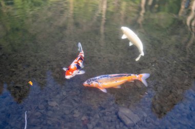 Bahar mevsiminde geleneksel Japon tarzı bahçe