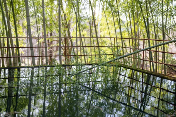 Bahar Mevsiminde Geleneksel Japon Tarzı Bahçe — Stok fotoğraf