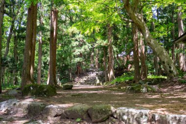 Japon güzel dağı ve ormanı 