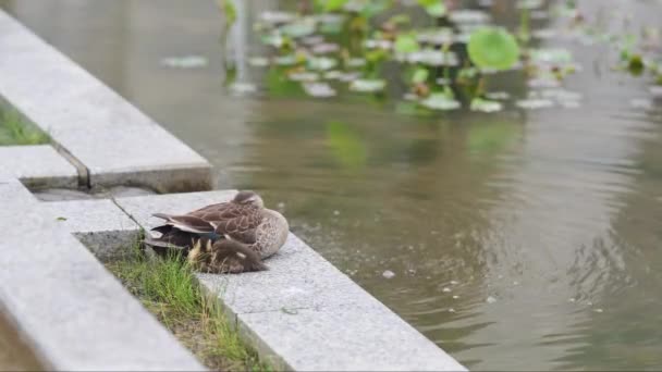 Parent Duck Duckling Resting Artificial Pond — Stock Video
